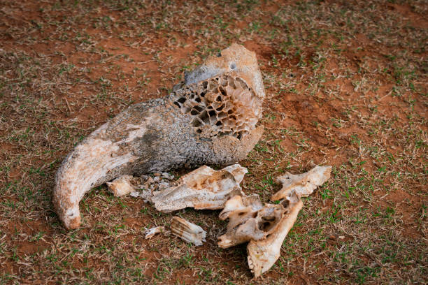 Photo picture of a Canarian Dry Lizard Skull Bone