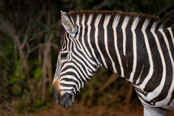 Zebra in a South African Game Reserve. A close up of a Burchell's zebra.
