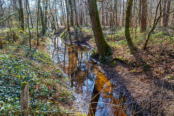 istock Narrow stream with shallow water flowing between forest ground and bare trees 2205393613