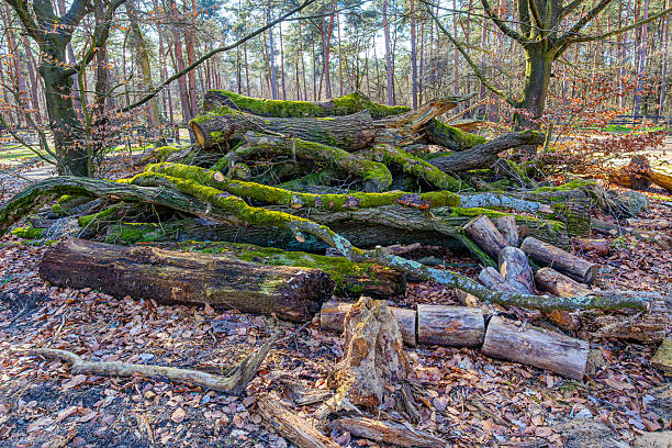 Old and diseased felled tree trunks with moss piled on forest ground, pine trees in background, controlled deforestation, winter day in De Meinweg national park in Herkenbosch, Limburg, Netherlands