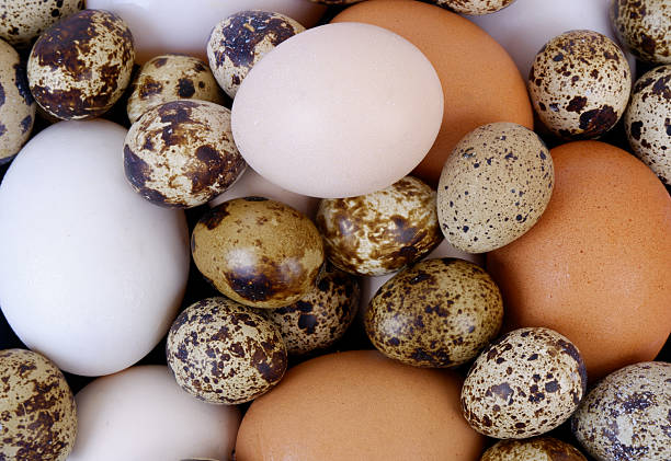 istock Quail, chicken and duck eggs close-up. 2205393629