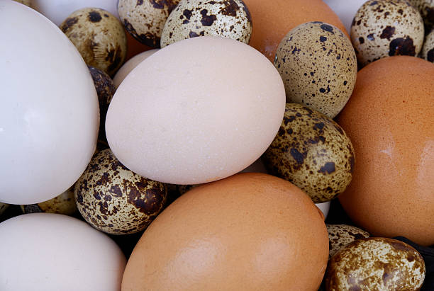 istock Quail, chicken and duck eggs close-up. 2205394277