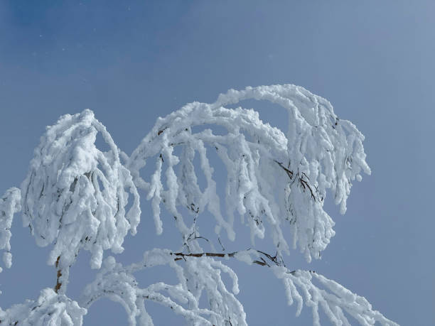 CLOSE UP: Detailed close-up of branches covered in thick frost. The icy branch formations hang delicately against a soft blue sky, emphasizing the picturesque beauty of winters in Rusutsu, Japan.