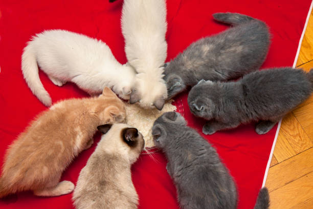 Seven kittens are eating from a plate on a red background. Top view
