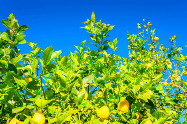 istock Lemon garden with fruits 2205397334