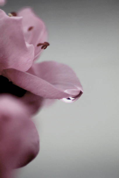 istock a drop of water and a petal 2205398478