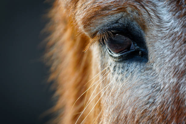 istock Eye of the Mule 2205399965