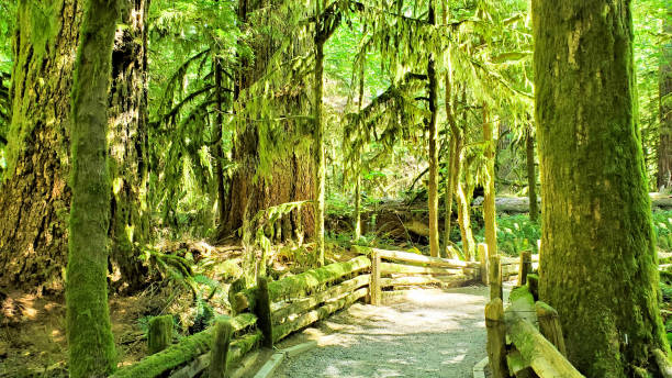 Mossy trail through old growth forest at Cathedral Grove, Vancouver Island, BC, Canada