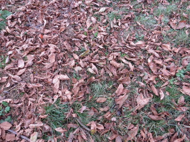 istock dry leaves fallen on the ground in autumn 2205400767