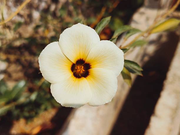 Turnera subulata is a species of flowering subshrub in the passionflower family known by the common names white buttercup, sulphur alder, politician's flower, dark-eyed turnera, and white alder.