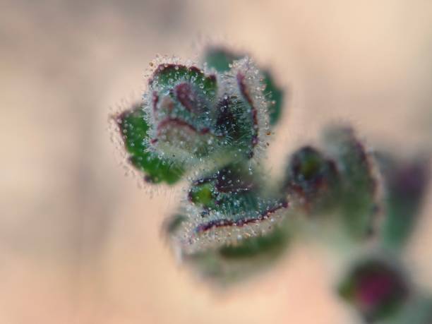 istock Macro image of wild plant 2205402677