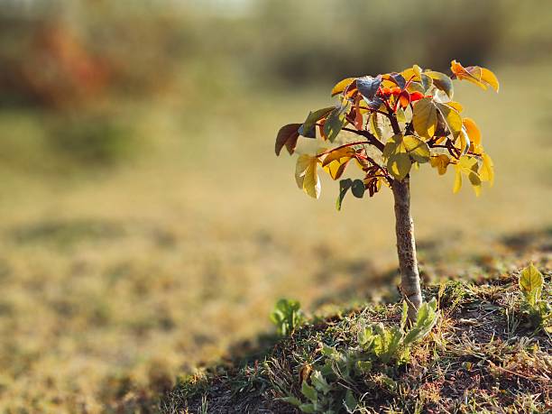 Jatropha gossypiifolia, commonly known as bellyache bush, black physicnut, or cotton-leaf physicnut in....