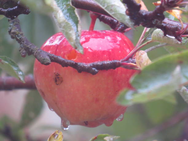 istock Red apple on branch in the rain 2205403980