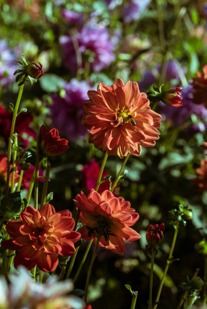 capture of a bee on red dahlia flower in sunny day