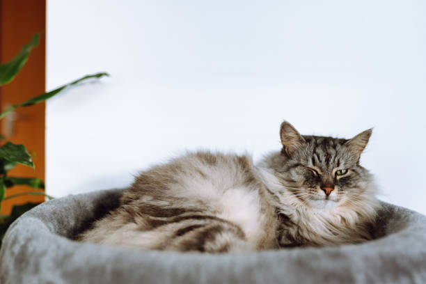 istock domestic gray fluffy cat enjoying sleep in comfortable cat tree 2205404402