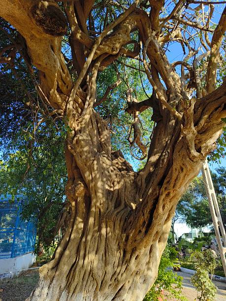 istock Old tree of Salvadora persica ( toothbrush tree ) 2205404459