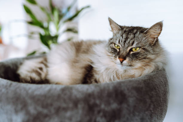 istock domestic gray fluffy cat enjoying sleep in comfortable cat tree 2205404833