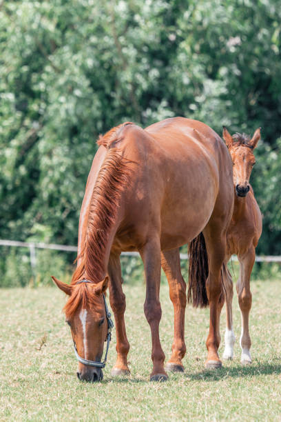 Brown mare with her foal grazing in a green pasture