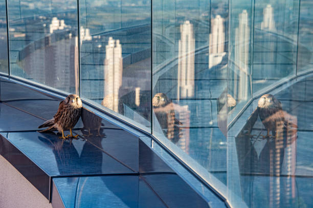istock Reflection of kestrel stuck on roof 2205405335