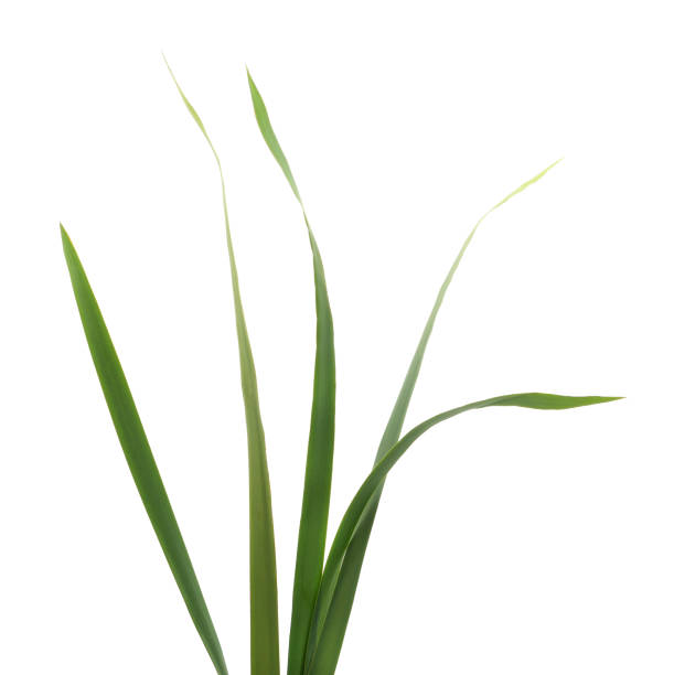 istock Bush of green grass. 2205405389