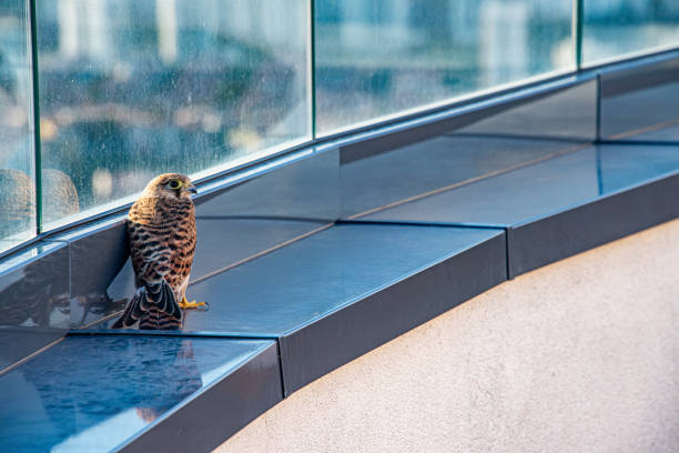istock Rear view of kestrel stuck on roof 2205405587