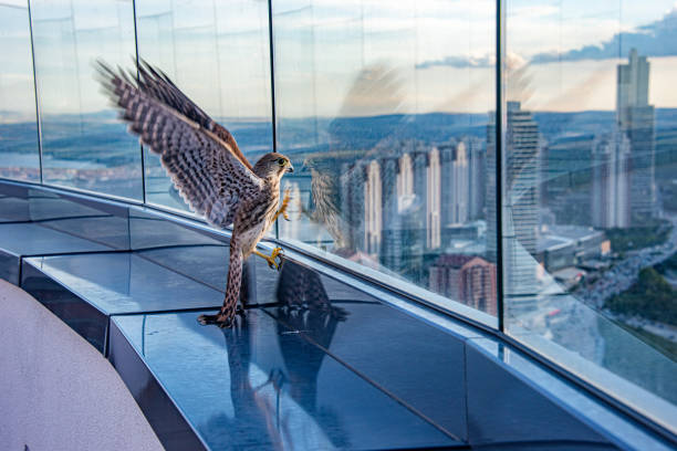 istock The fluttering of a kestrel trapped on a roof 2205405729