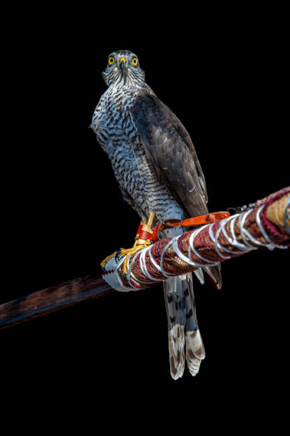 Sparrowhawk bird on wooden perch