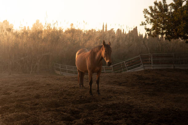 Mare standing relaxed in her corral enjoying the evening sunshine