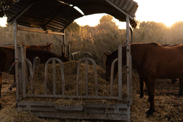 istock Horses enjoying hay at a feeder during sunset 2205407162