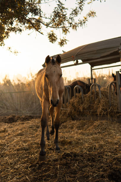 istock Young Horse Walking Towards the Camera at Sunrise on a Rustic Farm 2205407165