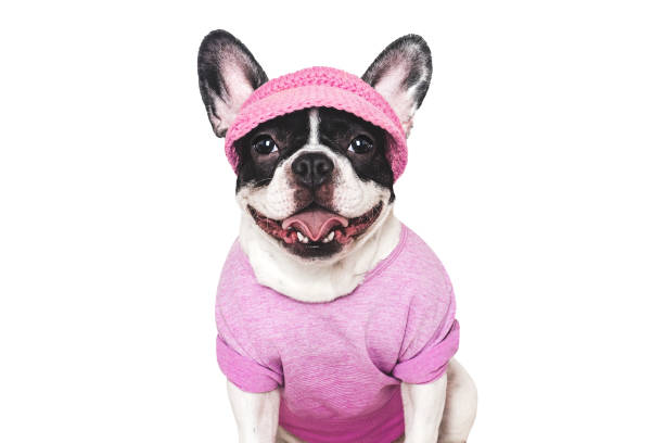 istock Cute puppy, sports jersey and cap. Preparing for training 2205407236