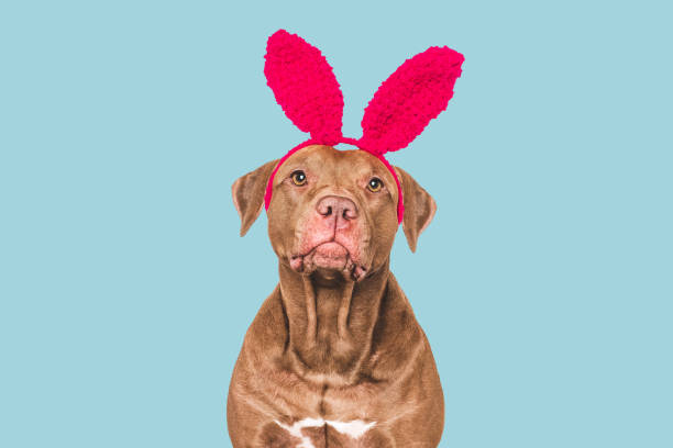 istock Cute dog and red bunny ears. Studio shot 2205407634
