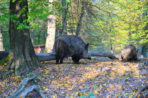 istock Wild boars in nature. Beautiful concept for animals and nature. 2205407724