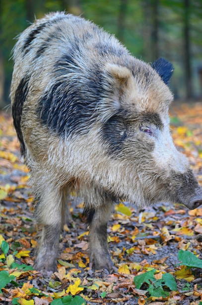 Wild boars in nature. Beautiful concept for animals and nature.