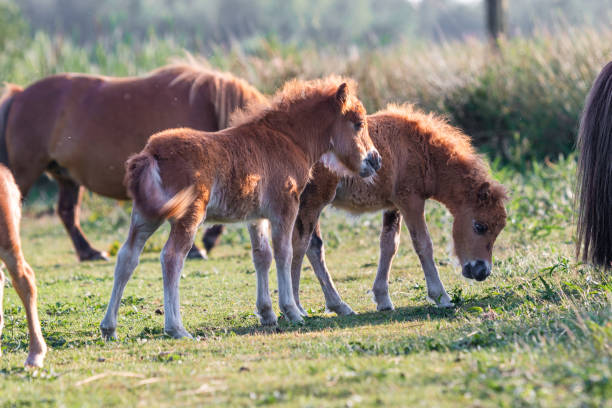 Young foals pony grazing on a green pasture in sunlight