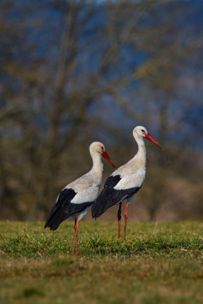 Two storks are standing close together on lush green grass under a clear blue sky. The vibrant red beaks and legs of the birds add color to the tranquil environment.