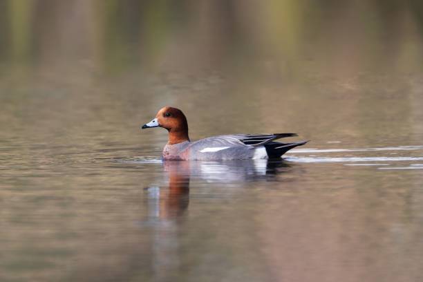 istock Eurasian Wigeon Gliding Across a Lake 2205409377