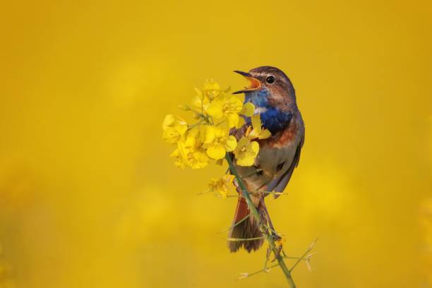 istock Bluethroat bird on yellow flower in sunny field 2205411576