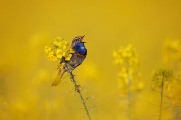 istock Bluethroat Bird Singing on Yellow Flower 2205411579