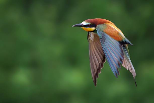 istock European bee-eater in flight with colorful plumage. 2205411581
