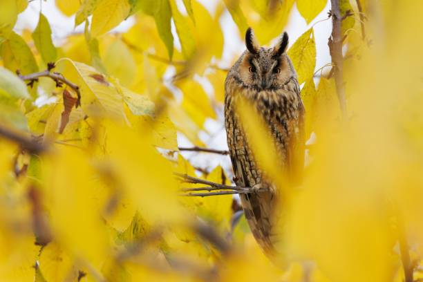istock Long-eared owl amidst yellow autumn leaves. 2205411588