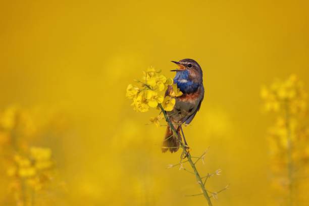 istock Bluethroat bird on yellow flower in sunny field. 2205411631