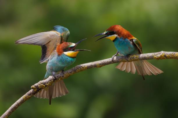 istock Colorful European Bee-Eaters Interaction 2205411632