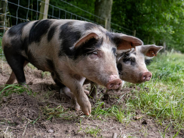 istock Happy free range piglets enjoying time outside 2205411831