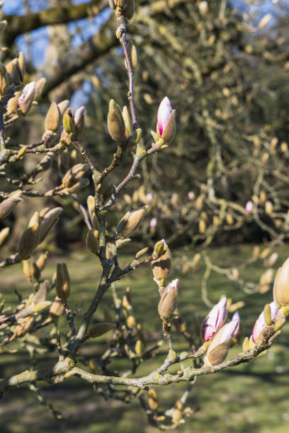 istock Blooming magnolia tree in the garden in spring, 2205412151