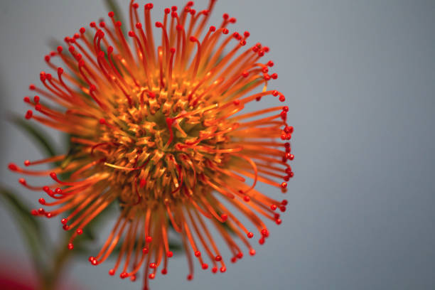 Top view of beautiful Red Pincushion flower in sunshine, background with copy space, full frame horizontal composition