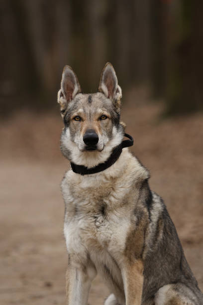 istock czechoslovakian wolfdog sitting in forest 2205413759