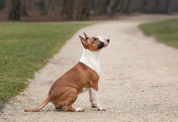 Young pureblood bullterrier dog sitting, side view
