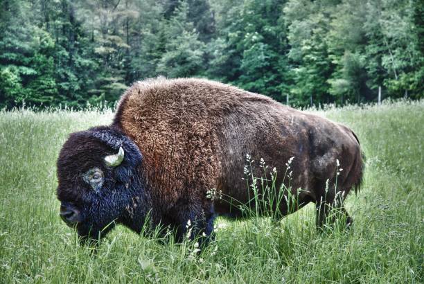 istock Bison buffalo wildlife photography 2205414519