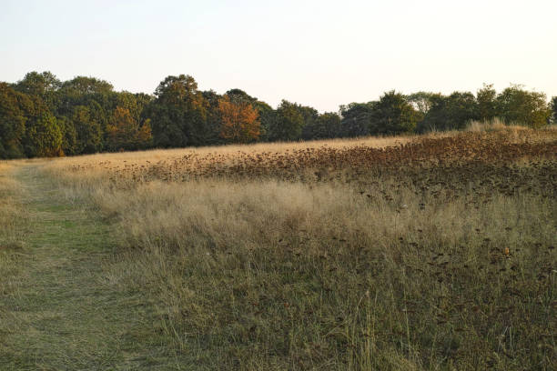 istock Whitewebbs Park Enfield 2205416456
